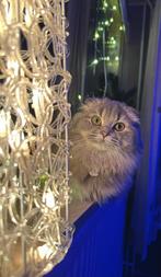 Kat, Dieren en Toebehoren, Poes