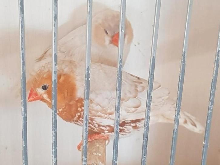 Gezocht voor de export, Dieren en Toebehoren, Vogels | Overige Vogels, Tropenvogel, Meerdere dieren