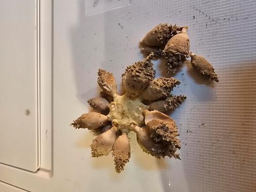ook een zeeegeltje? Hij heet Psychocidaris oshimai, Verzamelen, Mineralen en Fossielen, Schelp(en), Ophalen of Verzenden