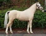 3 jarige palomino Welsh sectie B ruin, Dieren en Toebehoren, Met stamboom, Ruin, 3 tot 6 jaar, C pony (1.27m tot 1.37m)