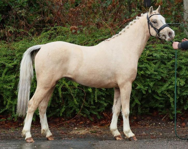 3 jarige palomino Welsh sectie B ruin, Dieren en Toebehoren, Pony's, Ruin, Onbeleerd, C pony (1.27m tot 1.37m), 3 tot 6 jaar, Met stamboom
