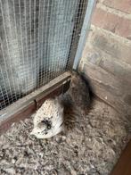 Koppel Japanse kwartel (Jumbo), Dieren en Toebehoren, Pluimvee, Meerdere dieren, Overige soorten