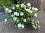 Mooie vaste planten + 2 grote Rhodos alles in 1 koop, Tuin en Terras, Planten | Tuinplanten, Ophalen, Vaste plant, Siergrassen