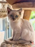 Lieve Ragdoll kater 14 week oud mag verhuizen, Dieren en Toebehoren, Katten en Kittens | Raskatten | Langhaar, Kater, Gechipt