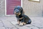 Ruwharige Teckel pup | teefje, Dieren en Toebehoren, Standaard, Nederland, CDV (hondenziekte), 8 tot 15 weken