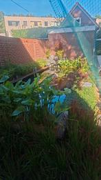 Gezocht: gratis koi/Goudvissen voor onze Vijver (Gratis), Dieren en Toebehoren, Goudvis(sen)