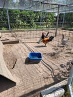 Vorwerk Haan, Dieren en Toebehoren, Pluimvee, Mannelijk, Kip