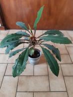 Wolfsmelk, Euphorbia (Madagascar jewel), Ophalen, Halfschaduw, Minder dan 100 cm