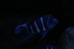 Frontosa Blue Zaire Moba Kweektrio, Dieren en Toebehoren, Vissen | Aquariumvissen, Vis