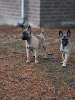 Mechelse herder puppy's LAATSTE 2 BESCHIKBAAR, 8 tot 15 weken, Meerdere, Meerdere dieren, Herder