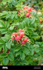 Bottelroos Rosa rugosa en de veelbloemige roos multiflora, Ophalen of Verzenden, Overige soorten, Minder dan 100 cm