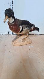 Mooie opgezette Eend Taxidermie, Ophalen of Verzenden, Zo goed als nieuw, Vogel, Opgezet dier