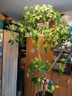 Schefflera plant, Vaste plant, Bloeit niet, Halfschaduw, Ophalen