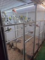 Gezocht kromsnavels, Dieren en Toebehoren, Meerdere dieren, Parkiet