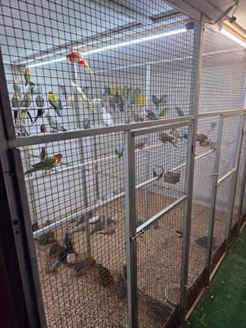 Gezocht kromsnavels  beschikbaar voor biedingen