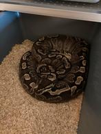 Ball python/Regius Breeders, Dieren en Toebehoren, Reptielen en Amfibieën, Slang, 0 tot 2 jaar