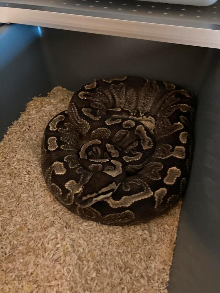 Ball python/Regius Breeders, Dieren en Toebehoren, Reptielen en Amfibieën, Slang, 0 tot 2 jaar