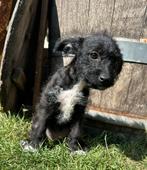 Lieve ruwharige pup te koop! Dwergpoedel pincher kruising, Dieren en Toebehoren, Honden | Chihuahua's en Gezelschapshonden, Poedel
