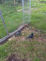 Postduiven, Dieren en Toebehoren, Vogels | Duiven, Meerdere dieren, Postduif