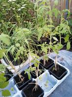 Struik tomaten kunnen op Balcon en tuin. Groeihoogte 40 a 50, Ophalen, Volle zon, Groenteplanten, Eenjarig