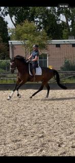 Talentvolle brave 4 jarige ruin!, Dieren en Toebehoren, Paarden, B, Gechipt, Ruin, Dressuurpaard