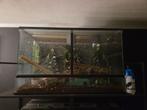 2 koningspythons en terrarium, Dieren en Toebehoren, Reptielen en Amfibieën, Slang, Met terrarium, 3 tot 6 jaar