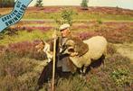 DWINGELOO Schaapsherder Groeten, Verzenden, 1980 tot heden, Gelopen, Drenthe