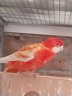Te  koop penant rosella's, Dieren en Toebehoren, Vogels | Parkieten en Papegaaien, Meerdere dieren, Parkiet, Geringd