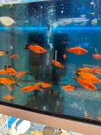 Mooie Wagtail Zwaarddragers te koop, Dieren en Toebehoren, Vissen | Aquariumvissen, Vis