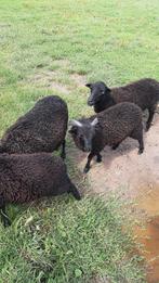 Jong ouessant schapenbokje, Dieren en Toebehoren, Schapen, Geiten en Varkens, Mannelijk, Schaap, 0 tot 2 jaar