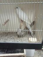 Mooi koppel pennanten, Dieren en Toebehoren, Vogels | Parkieten en Papegaaien, Meerdere dieren, Parkiet