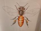 🐝 /Bee @ M&M / 🐝 verkoop van Honing en bijen producten, Ophalen
