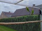 Pruimkopparkiet, Dieren en Toebehoren, Vogels | Parkieten en Papegaaien, Mannelijk, Parkiet, Geringd