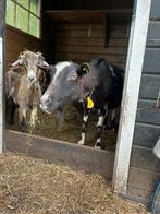 Geiten 2 vrouwtjes., Dieren en Toebehoren, Schapen, Geiten en Varkens, Vrouwelijk, 0 tot 2 jaar, Geit