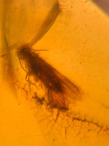 Birmees Amber (P1) met insluiting van onbekend vliegend inse beschikbaar voor biedingen