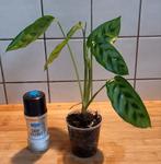 Calathea Leopardina, Ophalen of Verzenden, Overige soorten, Minder dan 100 cm