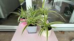 Meerdere mooie graslelie planten., Ophalen, Overige soorten, Minder dan 100 cm