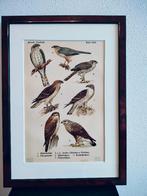 Litho Floericke Havik Sperwer Buizerd Arend Wespendief 1922, Ophalen of Verzenden
