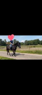 Super mooeie 5jarige  d pony onder het zadel, Dieren en Toebehoren, Paarden, Merrie