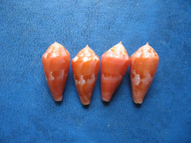 Schelpen: Conus corallinus Kiener gem 15-20mm, Verzamelen, Mineralen en Fossielen, Schelp(en), Verzenden