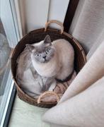 Lieve Britse korthaar (lilac point, kater), Kater, Gechipt, 3 tot 5 jaar