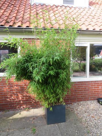Bamboe Fargesia rufa in bloembak beschikbaar voor biedingen
