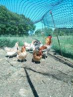 Araucana kippen foktoom, Meerdere dieren, Kip