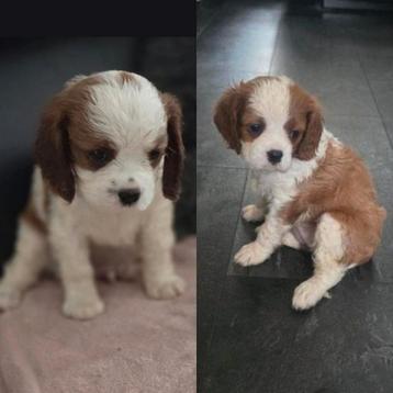 Cavalier king charles spaniel pups 1 teefje en 1 reutje beschikbaar voor biedingen