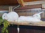 2 konijnen broertjes zoeken een tuin, Dieren en Toebehoren, Konijnen, Mannelijk