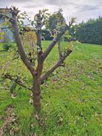 Fruitboom en planten, Ophalen of Verzenden, Volle zon, Overige soorten