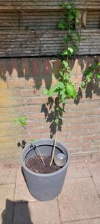 Hibiscus inclusief pot, ca 1.20m, Ophalen, Overige soorten, Zomer