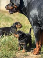 Rottweiler pups, Dieren en Toebehoren, België, Particulier, Rabiës (hondsdolheid), 8 tot 15 weken
