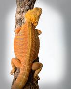 Baardagaam Hypo Citrus Tiger het.Trans G Stripe Leatherback, Dieren en Toebehoren, Reptielen en Amfibieën, Hagedis, Tam, 0 tot 2 jaar