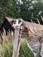 Poesjes, Dieren en Toebehoren, Katten en Kittens | Raskatten | Korthaar, Poes, Ontwormd, 0 tot 2 jaar
